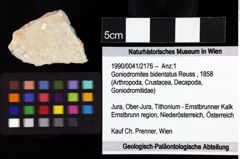 Foto (Objket + Etiketten) von Goniodromites bidentatus (Reuss, 1858) 